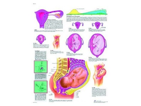 Print 3B Rehab Pregnancy Print 3B Rehab Pregnancy