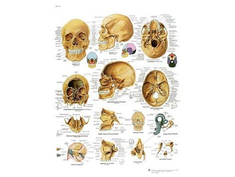 Print 3B Rehab The Human Skull Print 3B Rehab The Human Skull