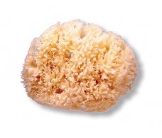 Large natural sponge. Suavinex