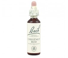 Bach Chesnut Bud / Brote de Castaño 20 ml