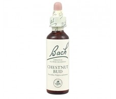 Bach Chestnut Bud / Bud Brown 20 ml