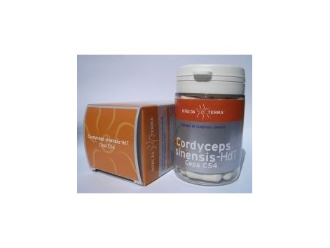 Cordyceps (Cordyceps sinensis). 62 capsules Cordyceps (Cordyceps sinensis). 62 capsules